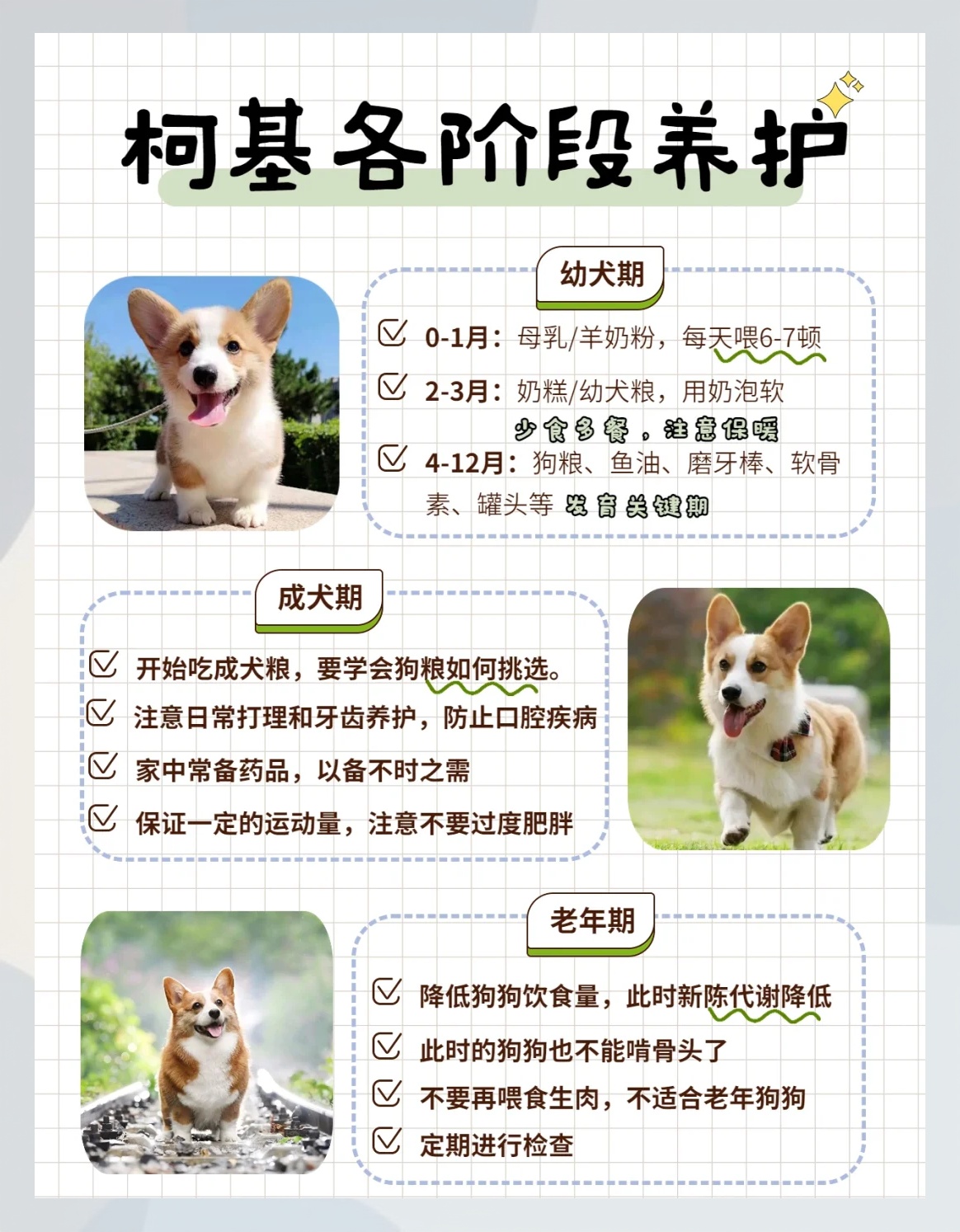 关于柯基犬四个月成长阶段狗粮需求的研究