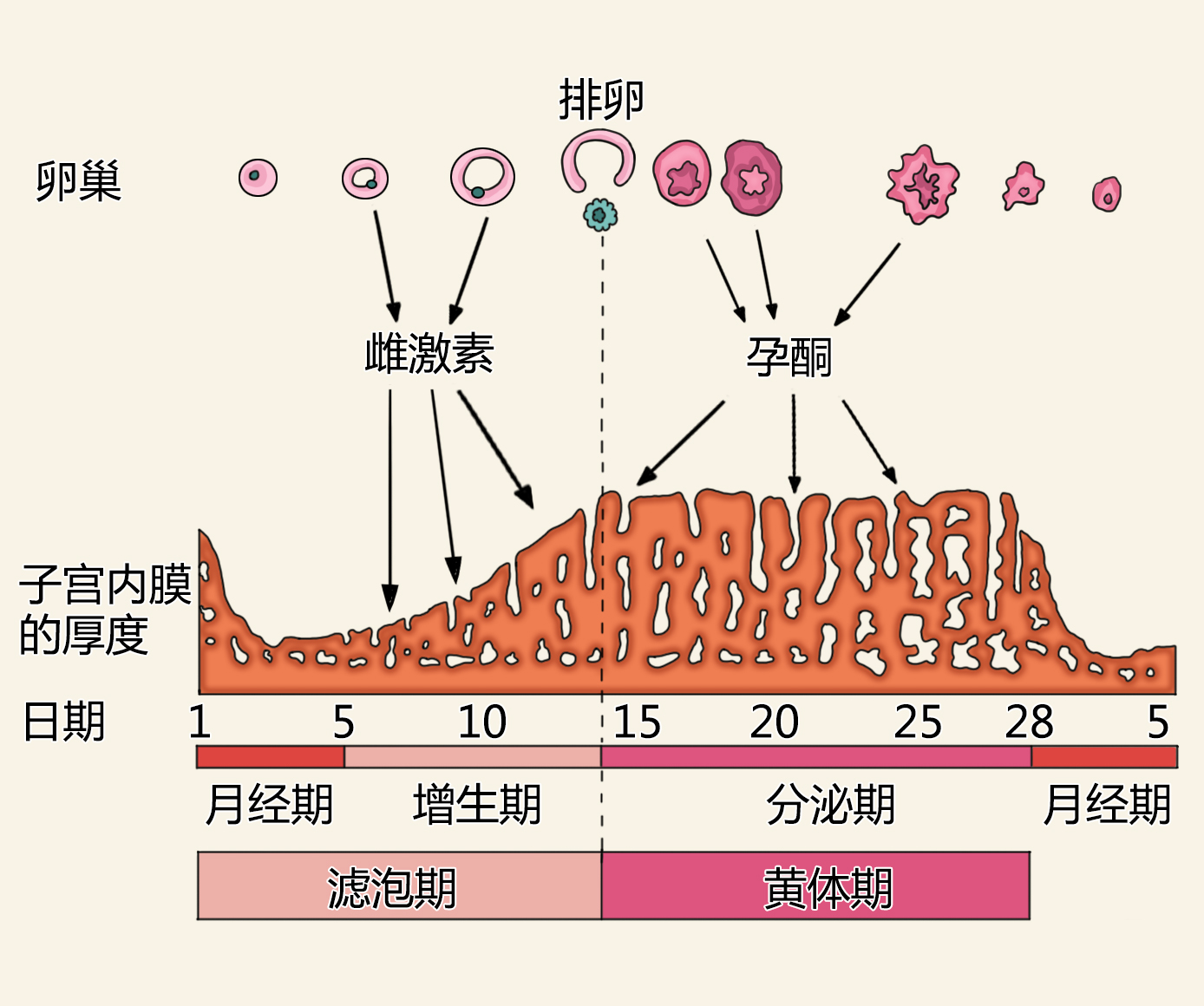 女人一个月排几次卵子，深度解析女性生理周期中的排卵机制