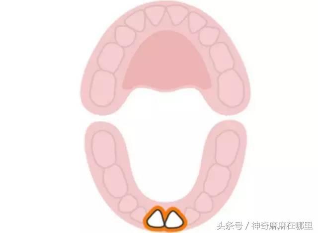 关于8个月宝宝没长牙正常吗？的探讨