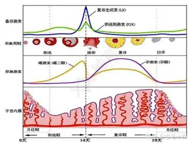 姨妈一个月没来，探究原因及其影响