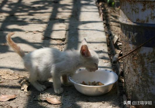 两个月大猫咪的饮食指南，吃什么最健康？