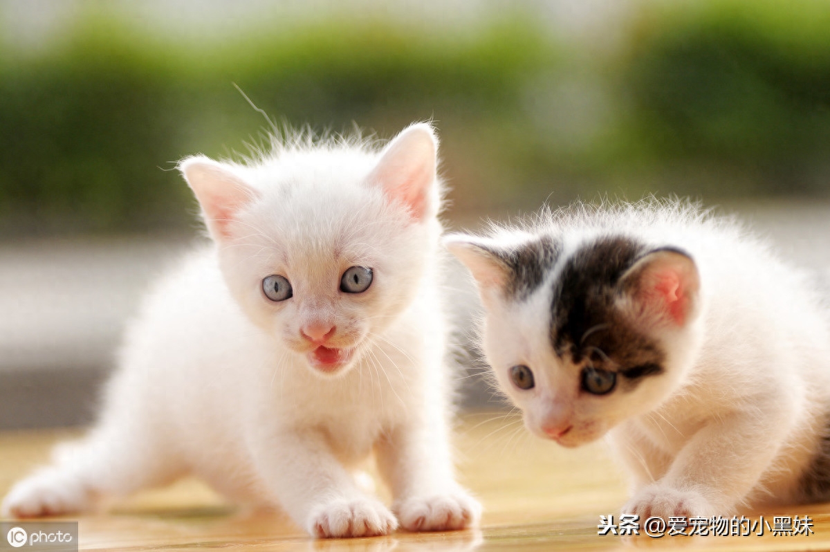 两个月小猫一天吃多少，了解幼猫饮食需求与合理喂养